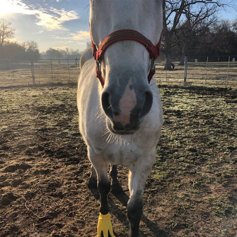 Funny Feet For Horse