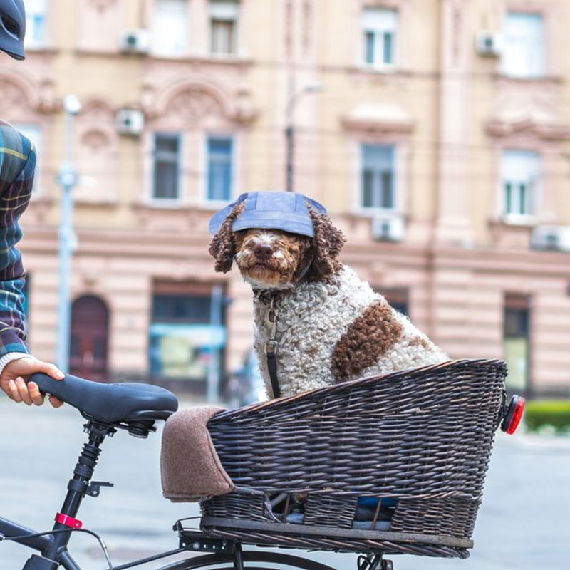 Outdoor Sun Protection Hood for Dogs